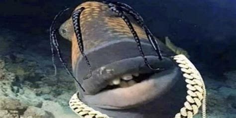 travis scott fish